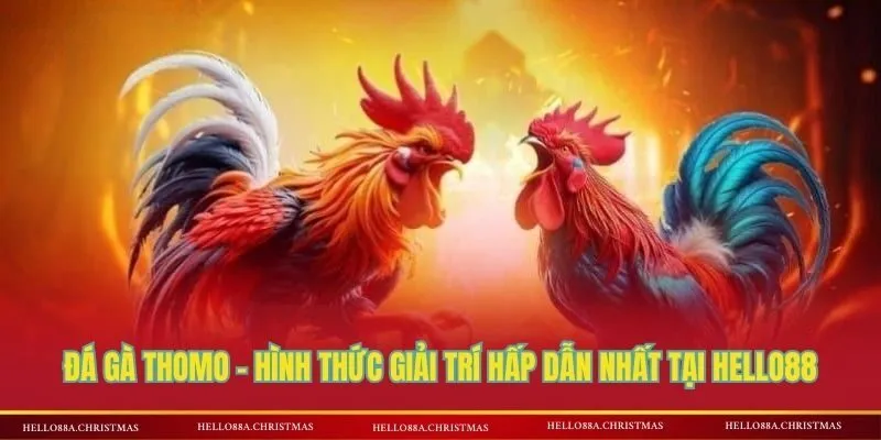 Đá gà Thomo