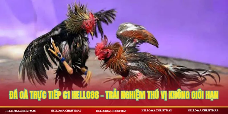 Đá gà trực tiếp C1