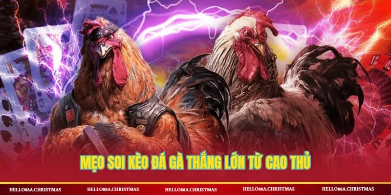 Mẹo soi kèo đá gà