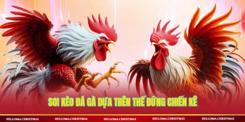 Mẹo soi kèo đá gà qua dáng đứng