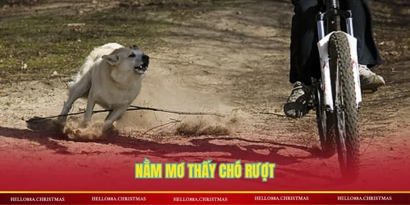 Nằm mơ thấy chó rượt